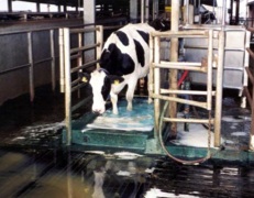 Cow walking through copper sulfate foot bath